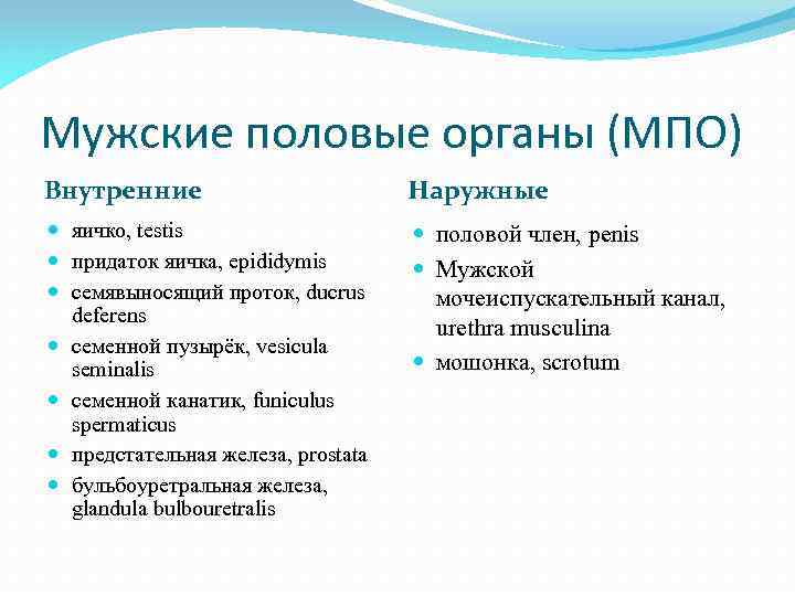 Мужские половые органы (МПО) Внутренние Наружные яичко, testis придаток яичка, epididymis семявыносящий проток, ducrus