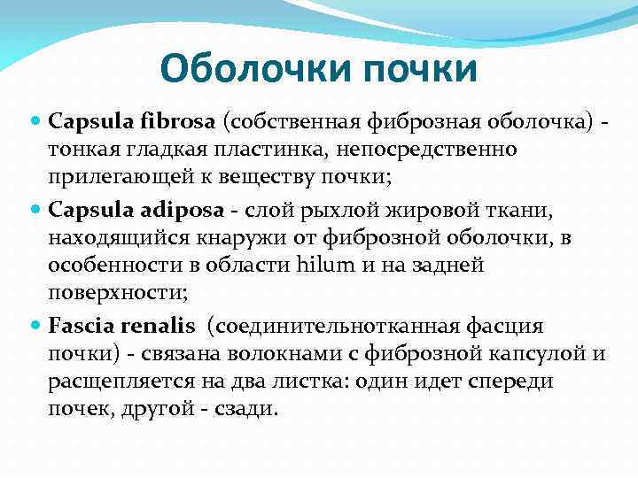 Оболочки почки Сapsula fibrosa (собственная фиброзная оболочка) - тонкая гладкая пластинка, непосредственно прилегающей к