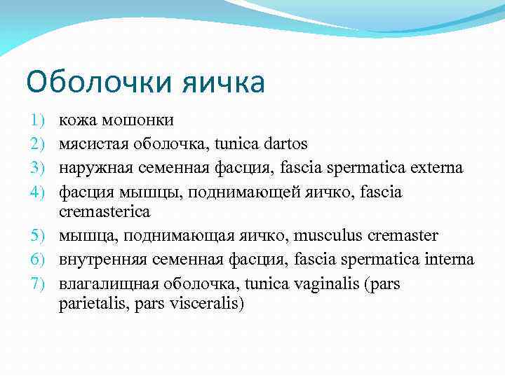 Оболочки яичка кожа мошонки мясистая оболочка, tunica dartos наружная семенная фасция, fascia spermatica externa