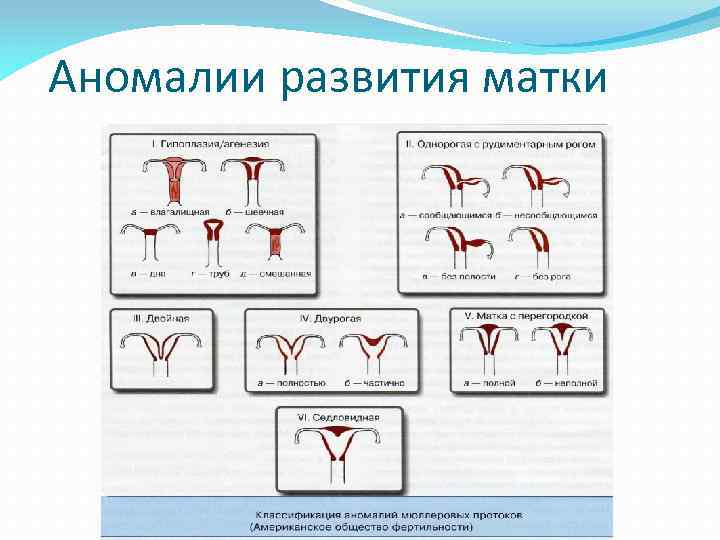 Мочеполовая система анатомия презентация