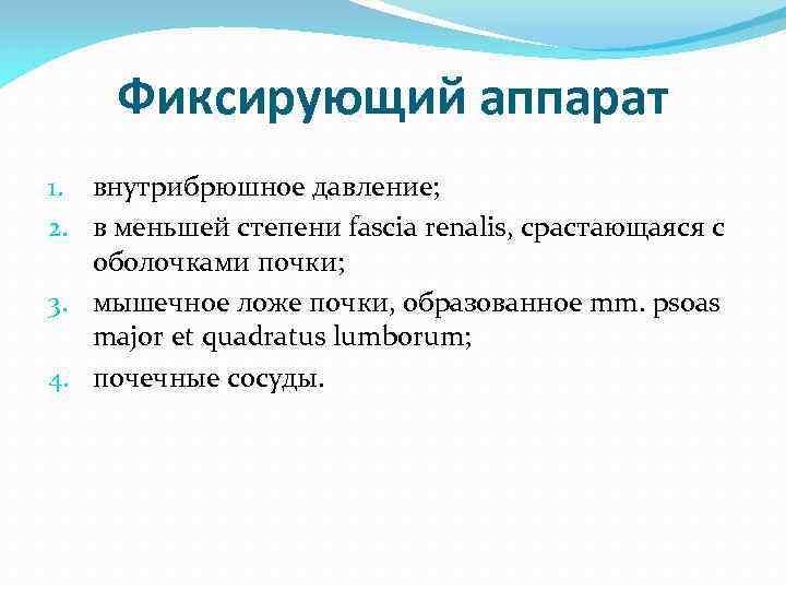 Фиксирующий аппарат 1. внутрибрюшное давление; 2. в меньшей степени fascia renalis, срастающаяся с оболочками