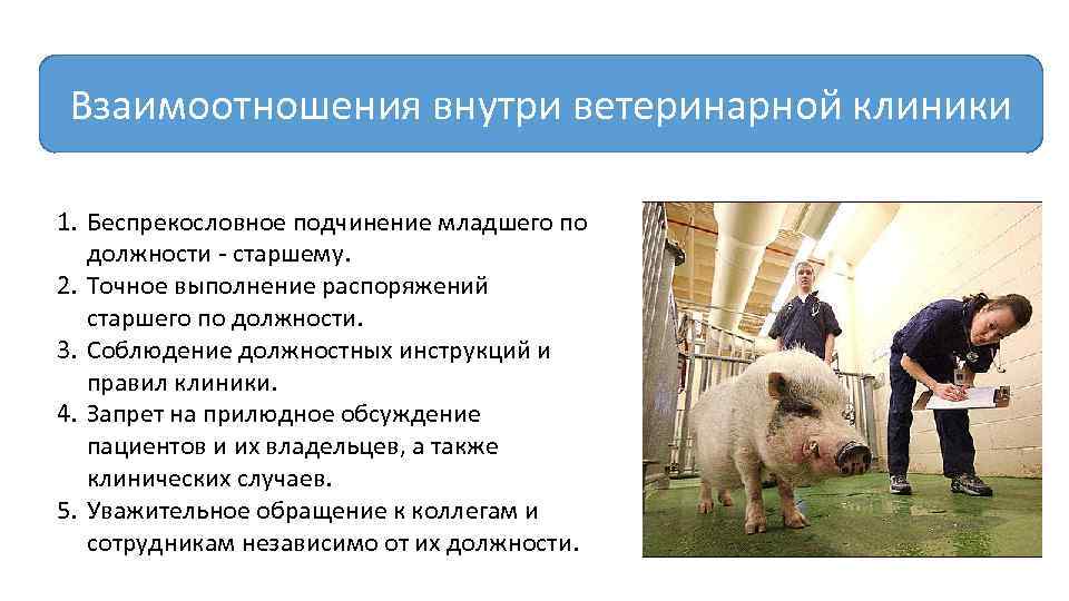 Правила ветеринарной клиники. Должностные обязанности ветеринара. Должностные обязанности ассистента ветеринарного врача. Должности в ветеринарной клинике. Должностные обязанности ветеринарного врача в клинике.