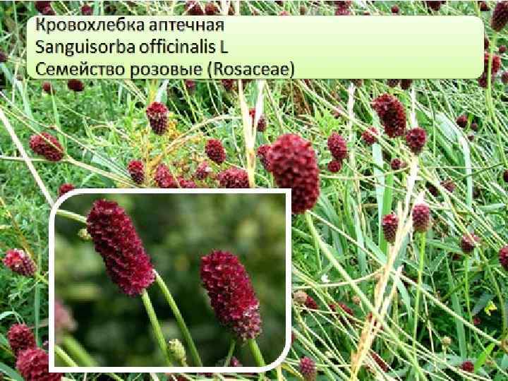 (Radix Artemisiae vulgaris) полыни Химический состав Трава полыни содержит эфирное масло (0, 10, 6%),