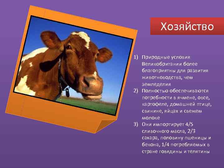 Хозяйство 1) Природные условия Великобритании более благоприятны для развития животноводства, чем земледелия 2) Полностью