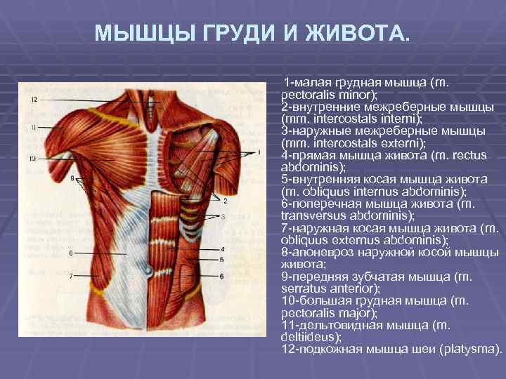 МЫШЦЫ ГРУДИ И ЖИВОТА. 1 -малая грудная мышца (m. pectoralis minor); 2 -внутренние межреберные