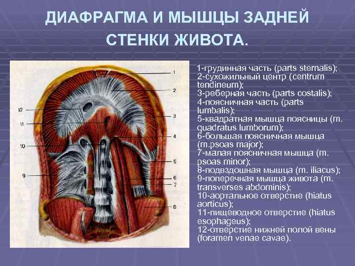 ДИАФРАГМА И МЫШЦЫ ЗАДНЕЙ СТЕНКИ ЖИВОТА. 1 -грудинная часть (parts sternalis); 2 -сухожильный центр