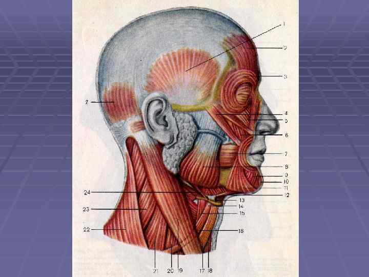 Мышцы головы и шеи презентация