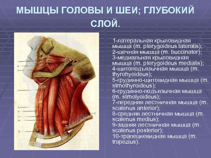 МЫШЦЫ ГОЛОВЫ И ШЕИ; ГЛУБОКИЙ СЛОЙ. 1 -латеральная крыловидная мышца (m. pterygoideus lateralis); 2