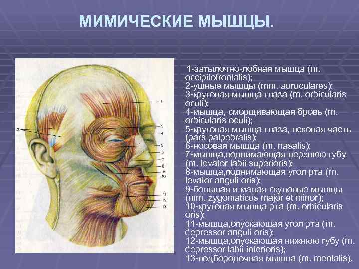 МИМИЧЕСКИЕ МЫШЦЫ. 1 -затылочно-лобная мышца (m. occipitofrontalis); 2 -ушные мышцы (mm. auruculares); 3 -круговая