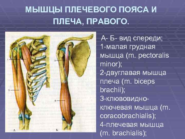 МЫШЦЫ ПЛЕЧЕВОГО ПОЯСА И ПЛЕЧА, ПРАВОГО. А- Б- вид спереди; 1 -малая грудная мышца