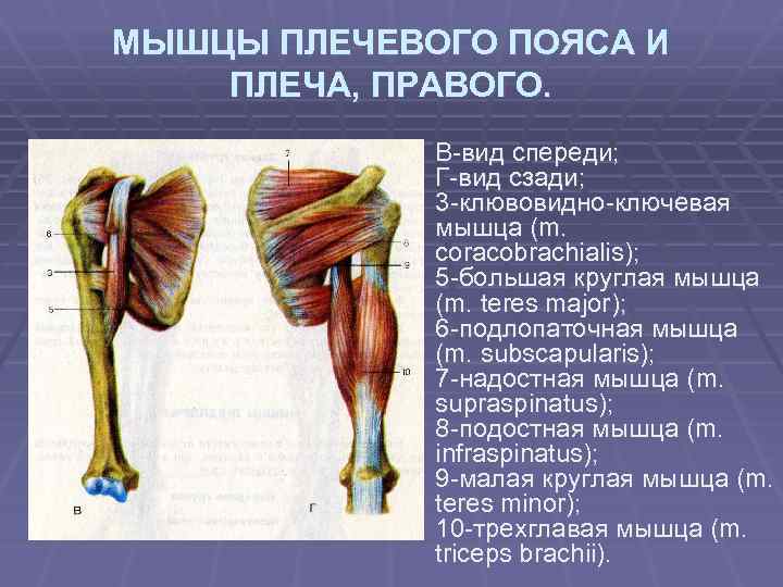 МЫШЦЫ ПЛЕЧЕВОГО ПОЯСА И ПЛЕЧА, ПРАВОГО. В-вид спереди; Г-вид сзади; 3 -клювовидно-ключевая мышца (m.