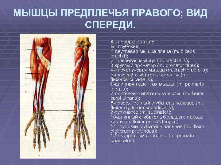 МЫШЦЫ ПРЕДПЛЕЧЬЯ ПРАВОГО; ВИД СПЕРЕДИ. А - поверхностные; Б - глубокие; 1 -двуглавая мышца