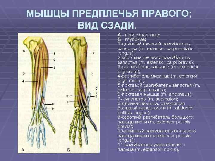 МЫШЦЫ ПРЕДПЛЕЧЬЯ ПРАВОГО; ВИД СЗАДИ. А - поверхностные; Б - глубокие; 1 -длинный лучевой