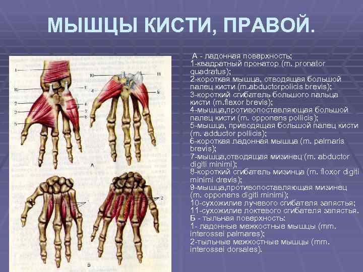 МЫШЦЫ КИСТИ, ПРАВОЙ. А - ладонная поверхность; 1 -квадратный пронатор (m. pronator quadratus); 2