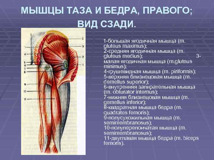 Большая ягодичная мышца фото