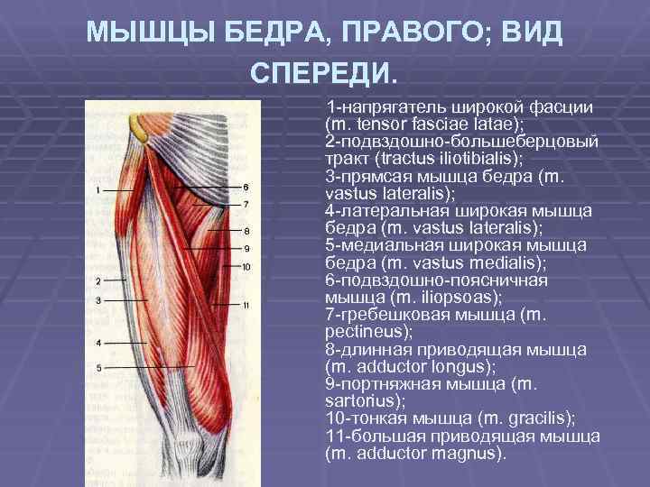 Болят мышцы бедра спереди причины