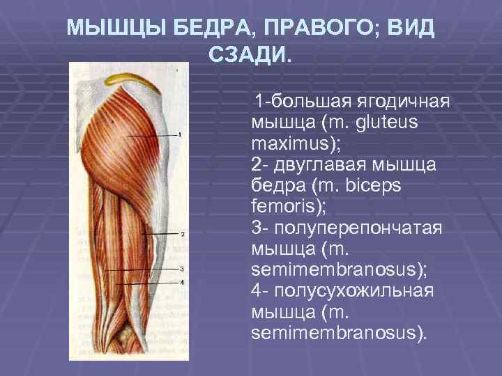 Большая ягодичная мышца фото