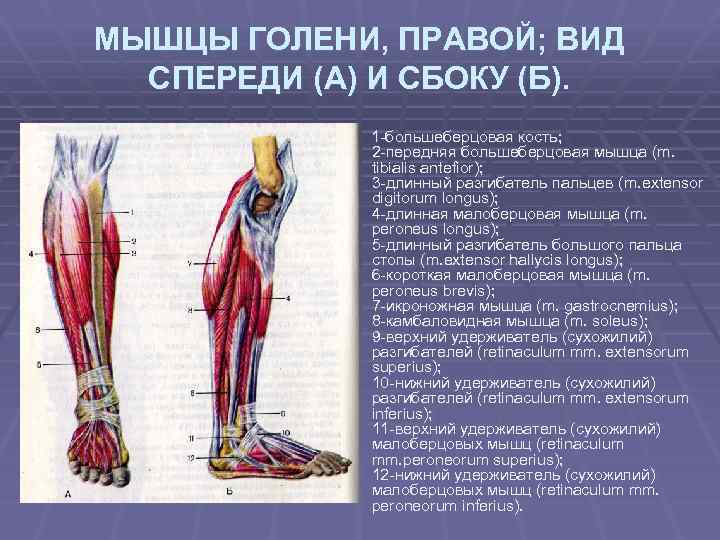 МЫШЦЫ ГОЛЕНИ, ПРАВОЙ; ВИД СПЕРЕДИ (А) И СБОКУ (Б). 1 -большеберцовая кость; 2 -передняя