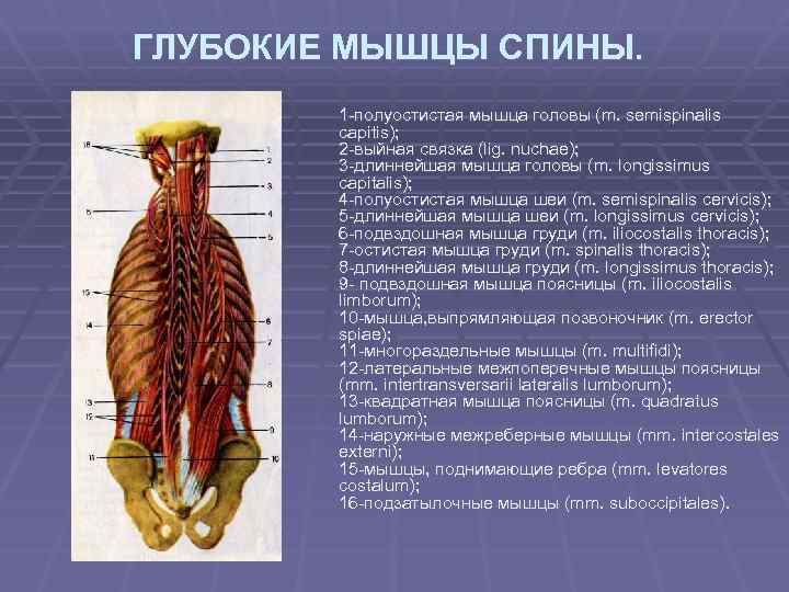 ГЛУБОКИЕ МЫШЦЫ СПИНЫ. 1 -полуостистая мышца головы (m. semispinalis capitis); 2 -выйная связка (lig.