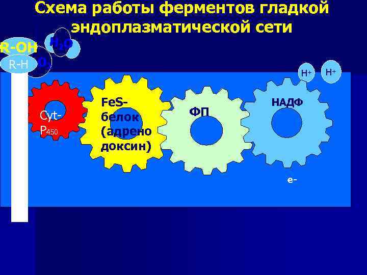 Схема работы ферментов гладкой эндоплазматической сети R-OН Н 2 O ½ R-H O 2