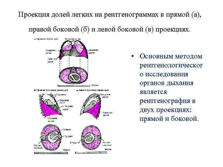 Проекция долей легких. Размер левого легкого