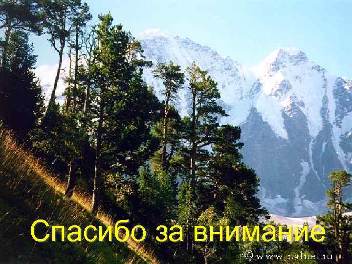 Спасибо за внимание 