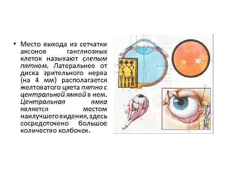 Тест 24 органы чувств зрительный анализатор