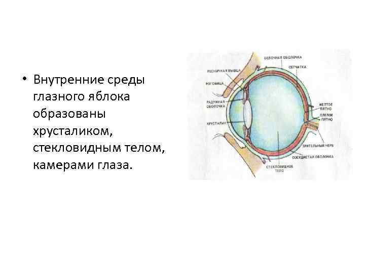  • Внутренние среды глазного яблока образованы хрусталиком, стекловидным телом, камерами глаза. 