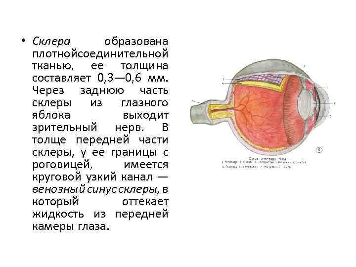 Физиология органа зрения