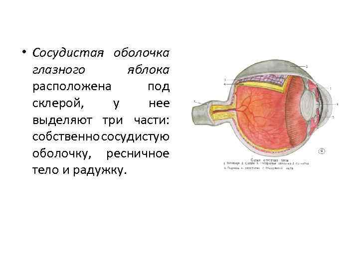 Сосудистая оболочка развивается из наружной стенки глазного бокала