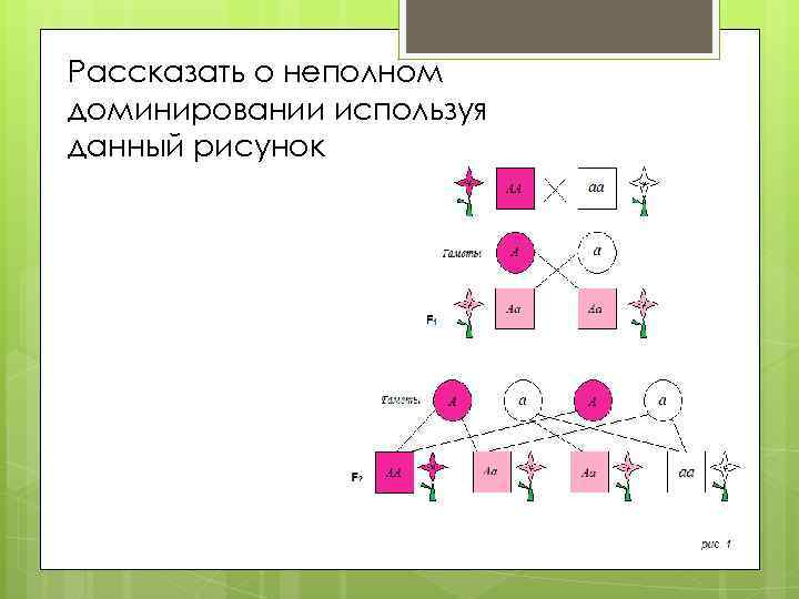 Рассказать о неполном доминировании используя данный рисунок 