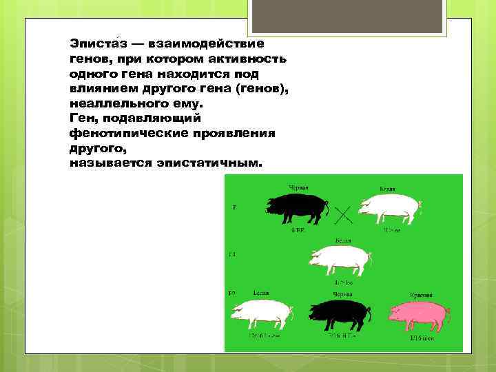 Эписта з — взаимодействие генов, при котором активность одного гена находится под влиянием другого