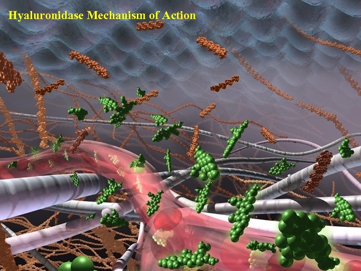 Hyaluronidase Mechanism of Action 51 