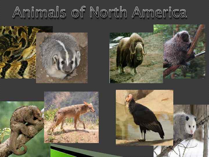 Animals of North America 