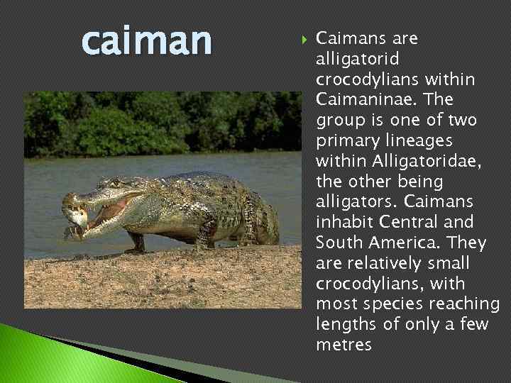 caiman Caimans are alligatorid crocodylians within Caimaninae. The group is one of two primary