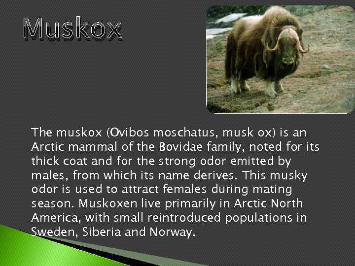 Muskox The muskox (Ovibos moschatus, musk ox) is an Arctic mammal of the Bovidae