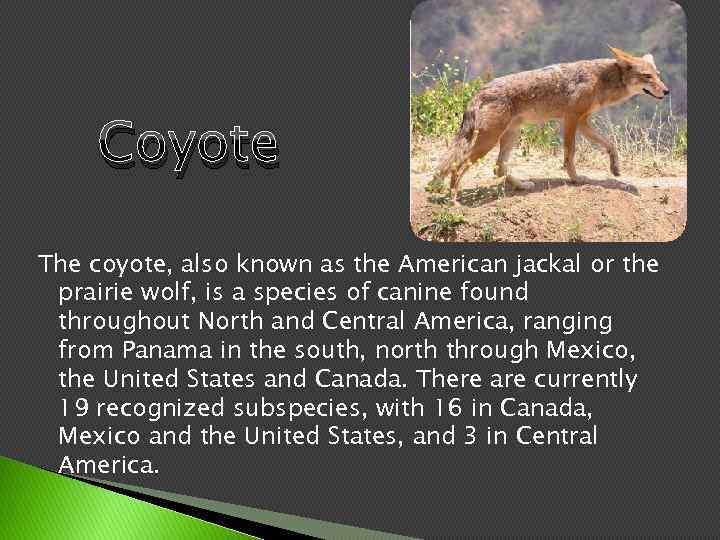 Coyote The coyote, also known as the American jackal or the prairie wolf, is