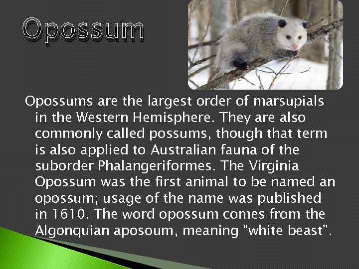 Opossums are the largest order of marsupials in the Western Hemisphere. They are also