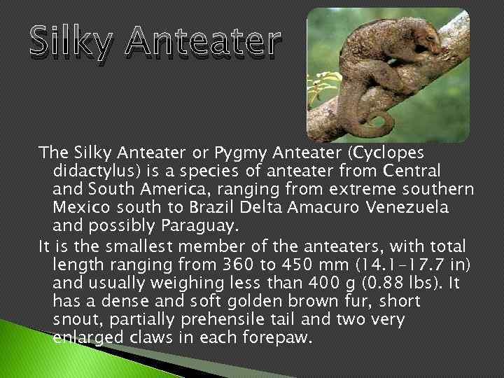 Silky Anteater The Silky Anteater or Pygmy Anteater (Cyclopes didactylus) is a species of