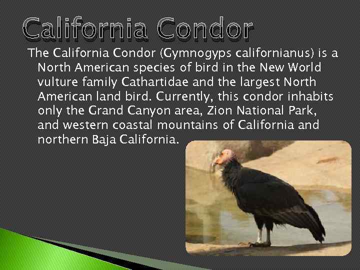 California Condor The California Condor (Gymnogyps californianus) is a North American species of bird