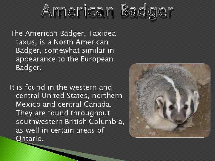 American Badger The American Badger, Taxidea taxus, is a North American Badger, somewhat similar