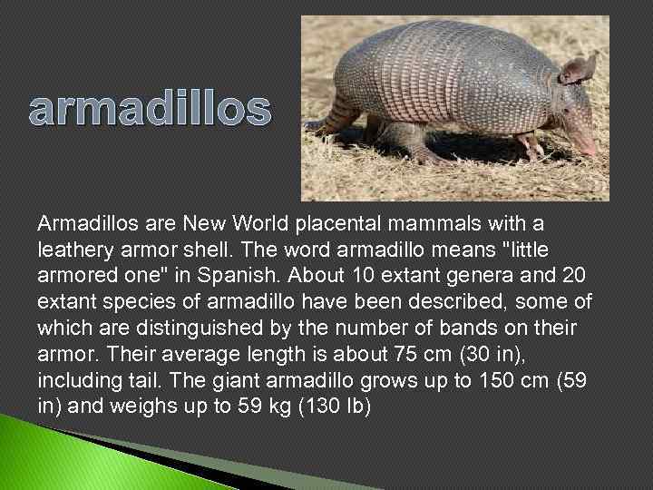 armadillos Armadillos are New World placental mammals with a leathery armor shell. The word