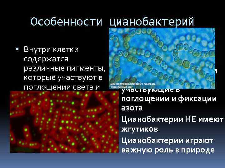 Какую роль играют цианобактерии