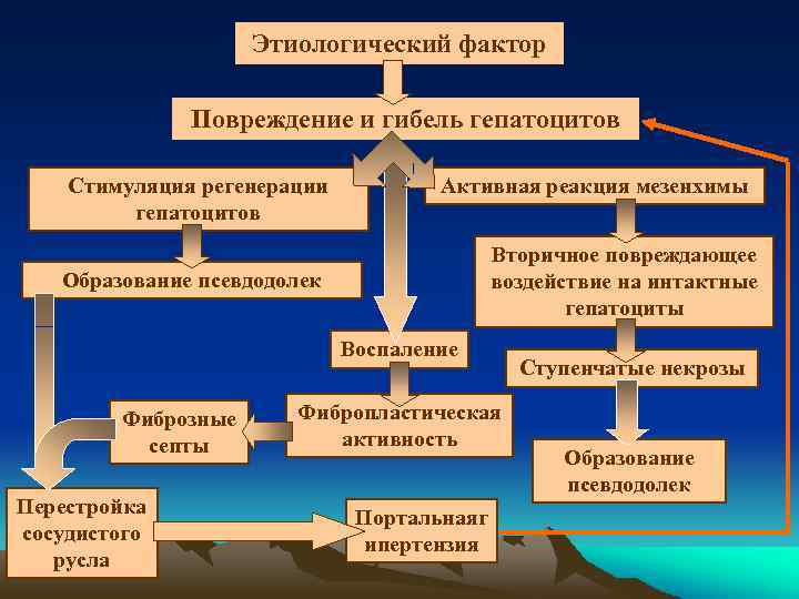 Этиологический фактор Повреждение и гибель гепатоцитов Стимуляция регенерации гепатоцитов Активная реакция мезенхимы Вторичное повреждающее