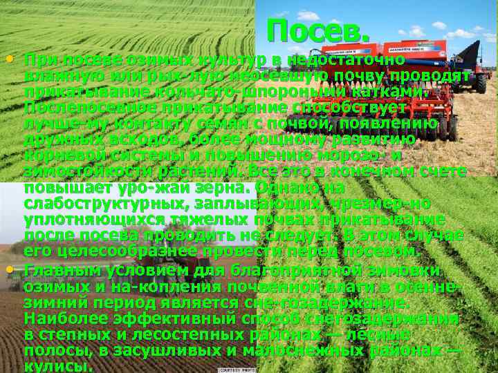 Посев. • При посеве озимых культур в недостаточно • влажную или рых лую неосевшую