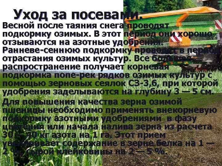 Уход за посевами. Весной после таяния снега проводят подкормку озимых. В этот период они