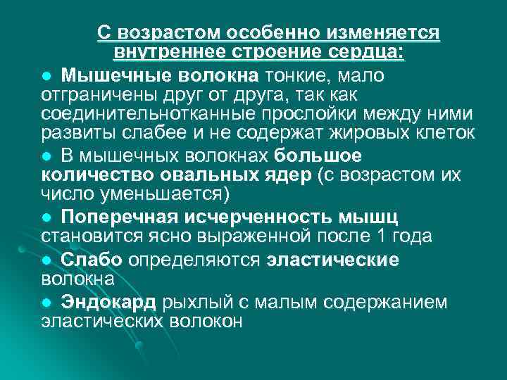 С возрастом особенно изменяется внутреннее строение сердца: l Мышечные волокна тонкие, мало отграничены друг