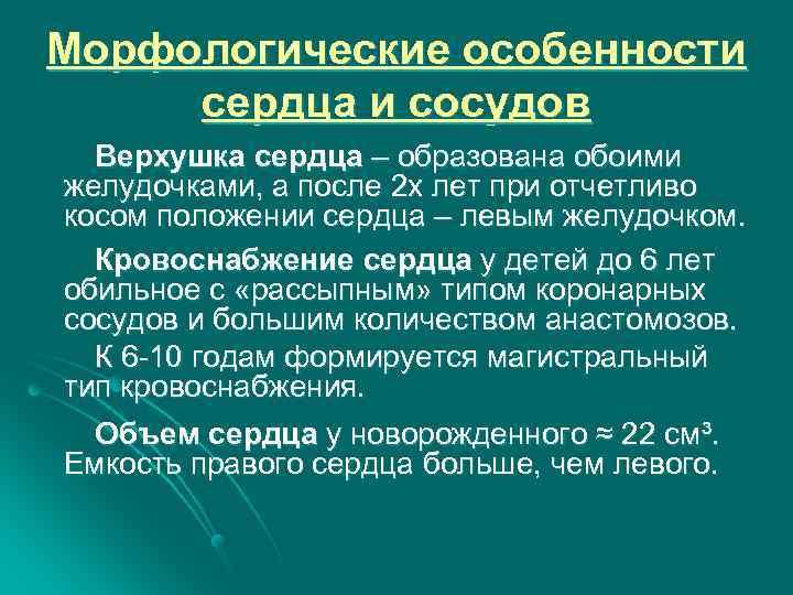 Морфологические особенности сердца и сосудов Верхушка сердца – образована обоими желудочками, а после 2