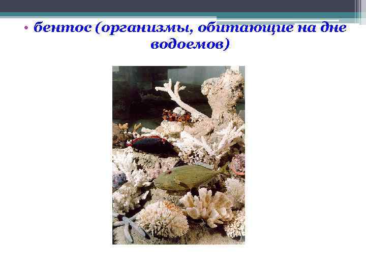  • бентос (организмы, обитающие на дне водоемов) 