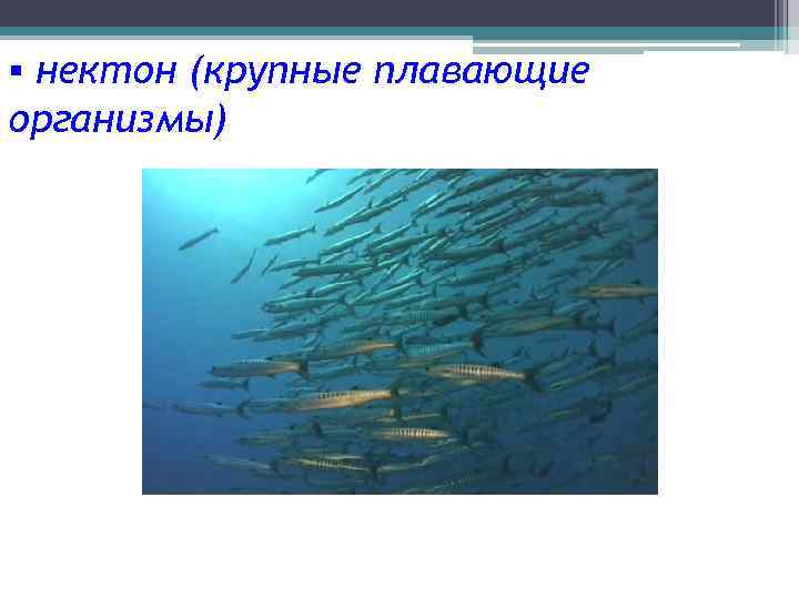 Нектон группа организмов. Планктон Нектон бентос. Нектон организмы. Плавающие организмы. Рыбы относящиеся к нектону.